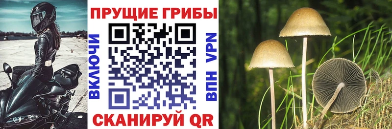 Псилоцибиновые грибы мухоморы  даркнет сайт  Талдом 